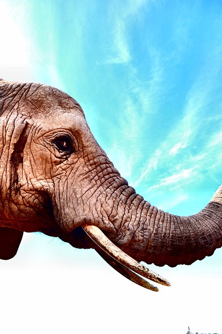 ringkamp-Fotodesign-Suedafrika-elefant