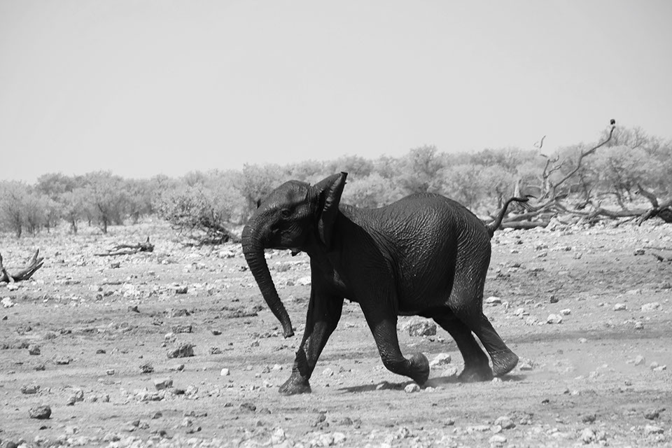 ringkamp-fotodesign-afrika-namibia-elefant-junges