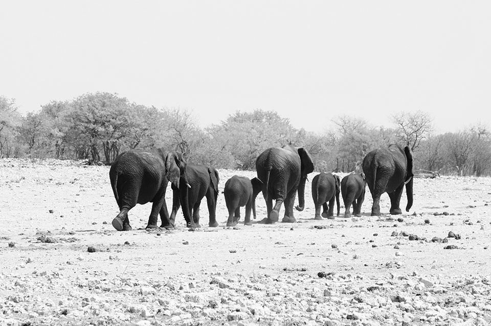 ringkamp-fotodesign-afrika-namibia-elefanten-reise