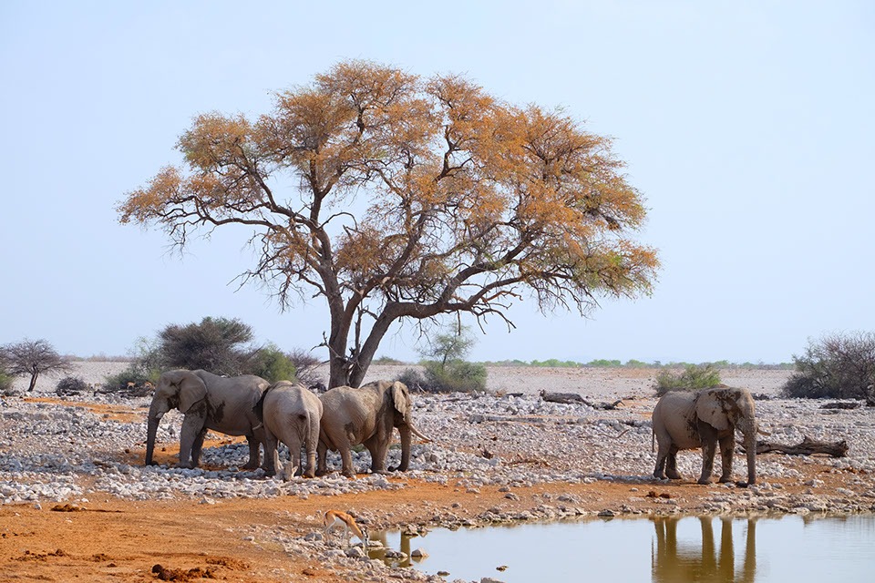ringkamp-fotodesign-afrika-namibia-elefanten-wasserstelle