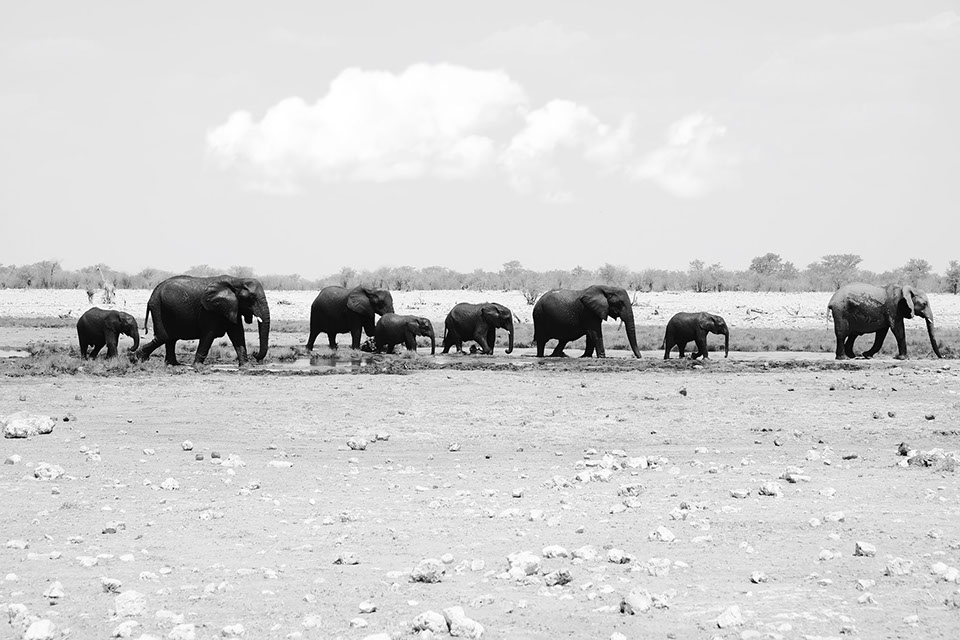 ringkamp-fotodesign-afrika-namibia-elefanten2