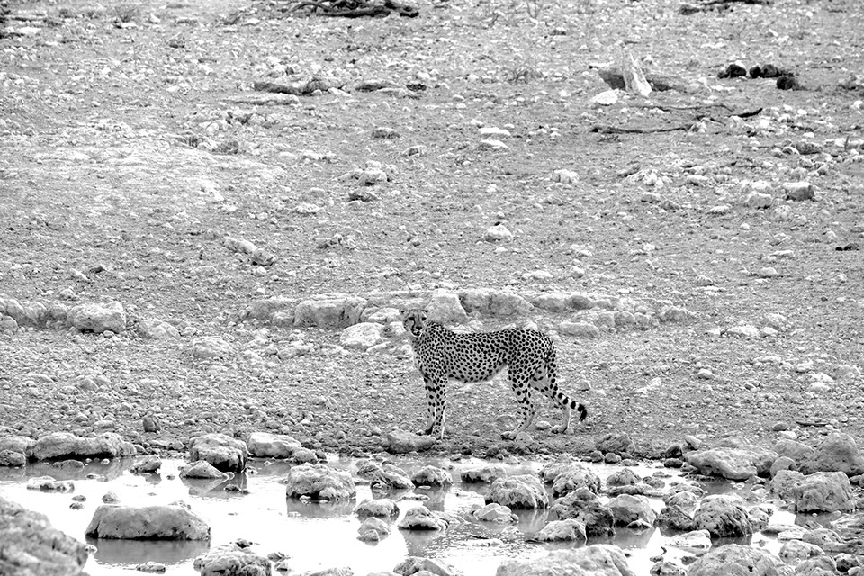 ringkamp-fotodesign-afrika-namibia-gepard