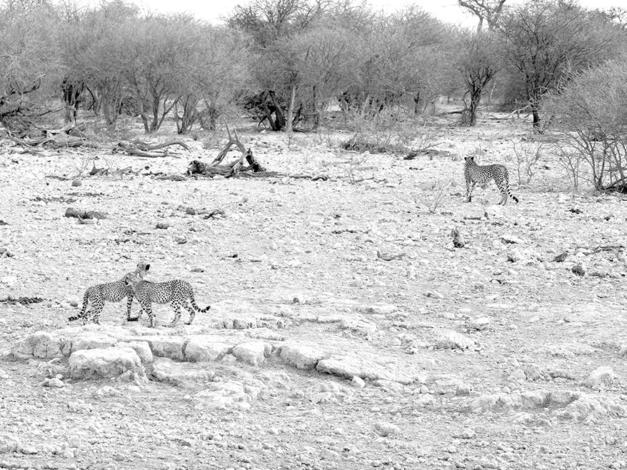 ringkamp-fotodesign-afrika-namibia-geparden