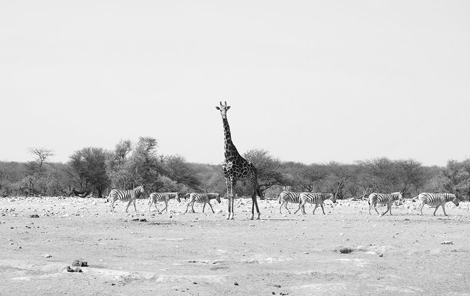 ringkamp-fotodesign-afrika-namibia-giraffe und zebras