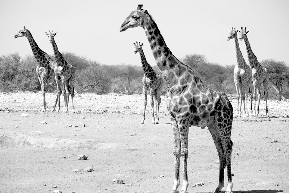 ringkamp-fotodesign-afrika-namibia-giraffen