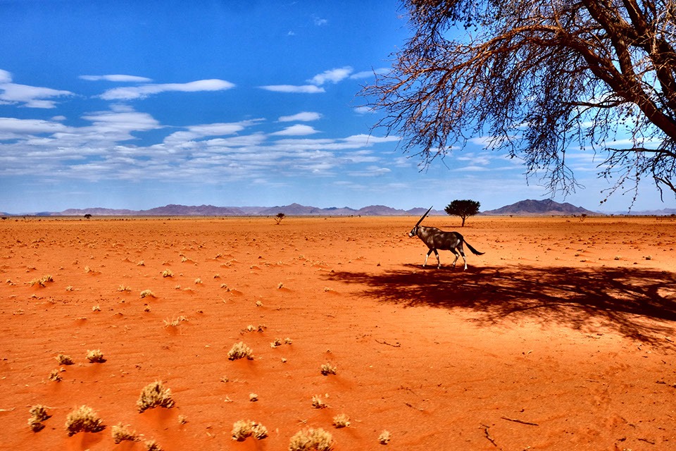 ringkamp-fotodesign-afrika-namibia-wueste-namib-oryx