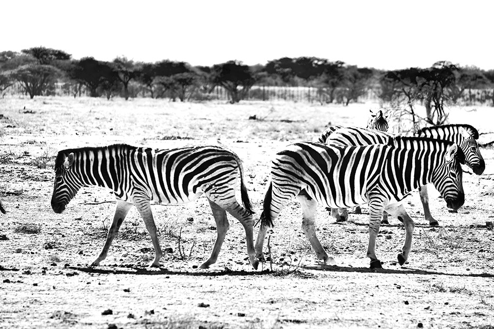 ringkamp-fotodesign-afrika-namibia-zebras