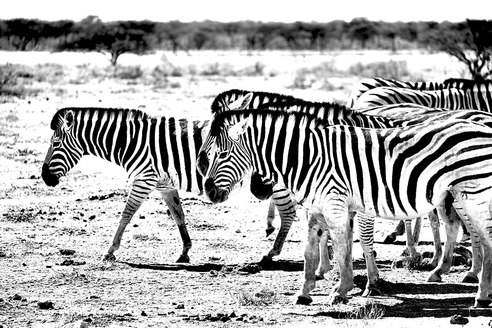 ringkamp-fotodesign-afrika-namibia-zebras3