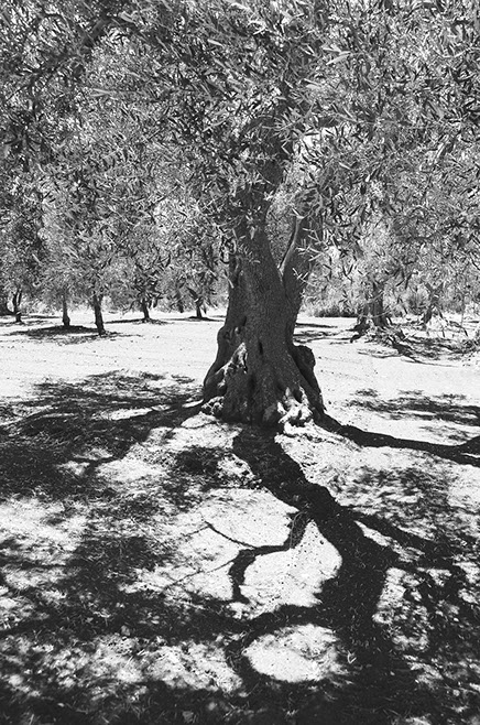 ringkamp-fotodesign-apulien-olivenbaum