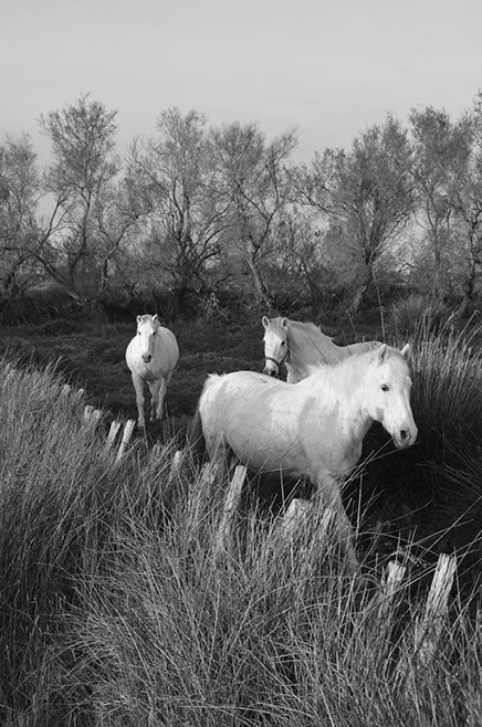 ringkamp-fotodesign-frankreich-camarque-weisse- pferde