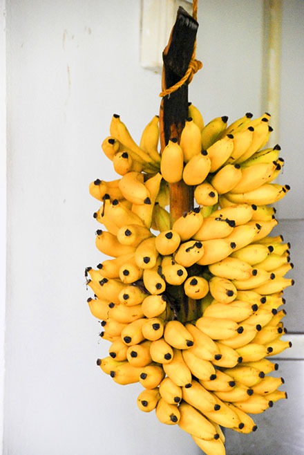ringkamp-fotodesign-seychellen-bananen